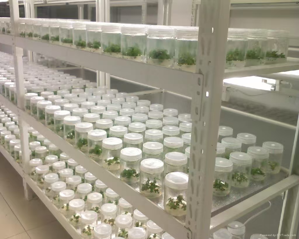 房山组培实验室应该如何布局